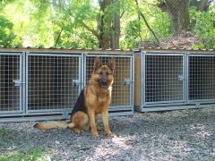 Stall dog box