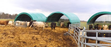 Shelter for cattle, size 6 x 6 m